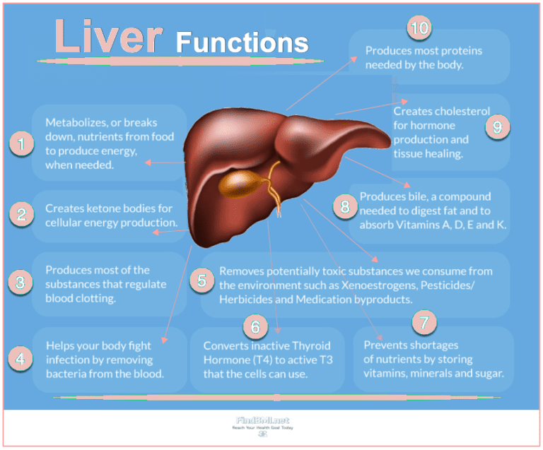 Fatty Liver–Symptoms, Causes & All-Natural Support Strategies | FindBMI.net