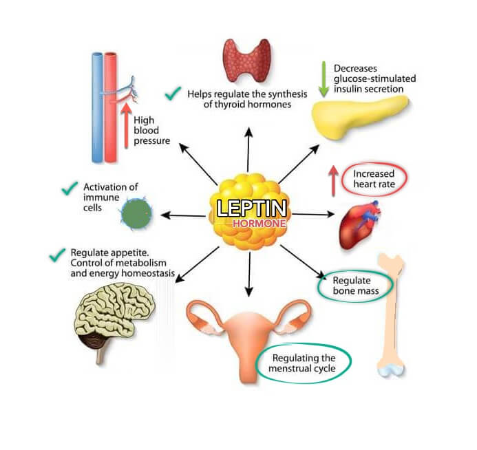 Visceral fat | FindBMI.net